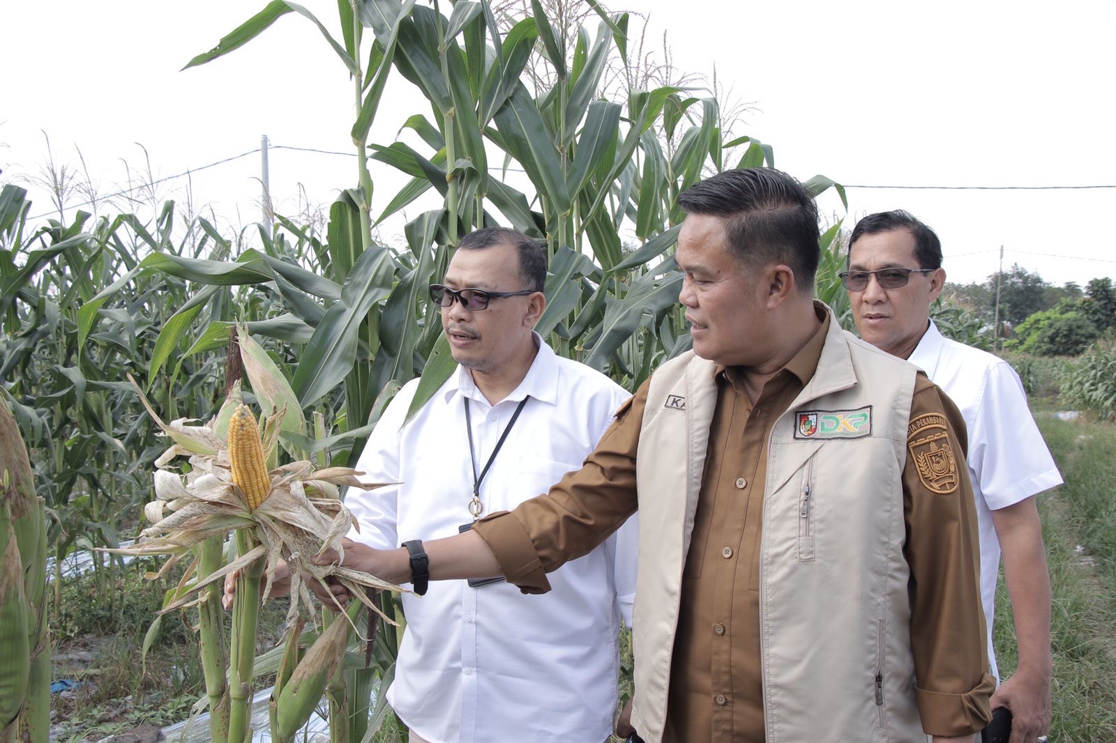 Perum Bulog Riau Kepri Siap Serap Jagung Pipil Kelompok Tani Amara Jaya Pekanbaru