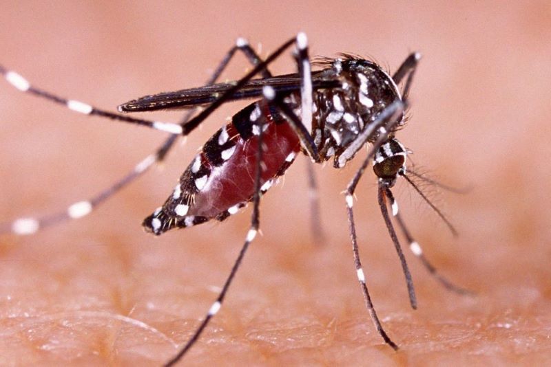 BAHAYA! 17 Warga Riau Meninggal Dunia Karena DBD